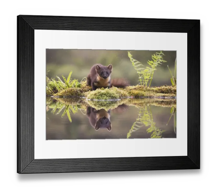 Framed Print : Pine marten (Martes martes) reflected in woodland pool, Ardnamurchan, Lochaber, Scotland Framed Print : Pine marten (Martes martes) reflected in woodland pool, Ardnamurchan, Lochaber, Scotland