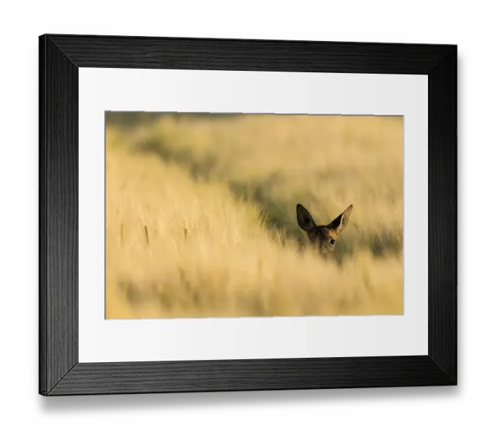 Framed Print : Roe deer (Capreolus capreolus) doe peering out from crop of barley, Scotland, UK, July Framed Print : Roe deer (Capreolus capreolus) doe peering out from crop of barley, Scotland, UK, July