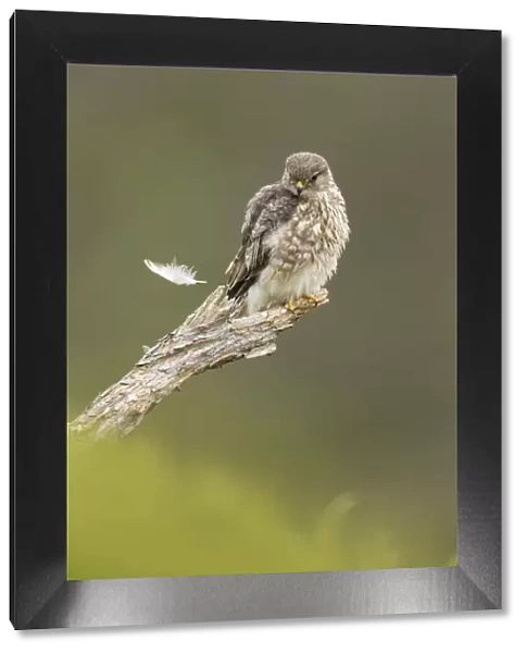 Merlin (Falco columbarius) female perching, watching feather fall to ground, Glen Tanar