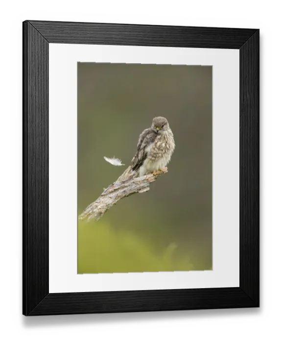 Framed Print : Merlin (Falco columbarius) female perching, watching feather fall to ground, Glen Tanar Framed Print : Merlin (Falco columbarius) female perching, watching feather fall to ground, Glen Tanar