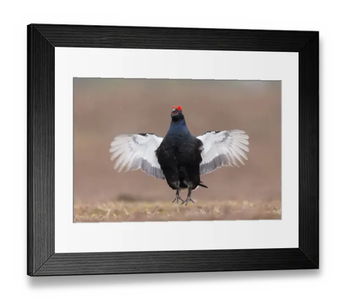 Framed Print : Black grouse (Tetrao tetrix) male displaying at lek, Scotland, UK, April Framed Print : Black grouse (Tetrao tetrix) male displaying at lek, Scotland, UK, April