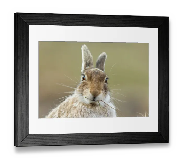 Framed Print : Mountain hare (Lepus timidus) feeding, close up, Scotland, UK, April