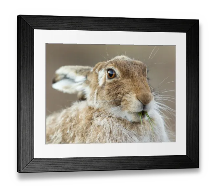 Framed Print : Mountain hare (Lepus timidus) feeding on fresh green shoots, Scotland, UK, April Framed Print : Mountain hare (Lepus timidus) feeding on fresh green shoots, Scotland, UK, April