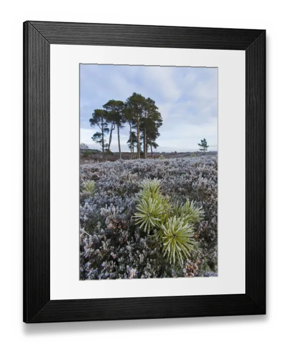 Framed Print : Scots pine (Pinus sylvestris) sapling on heather moorland, Strathspey, Cairngorms National Park