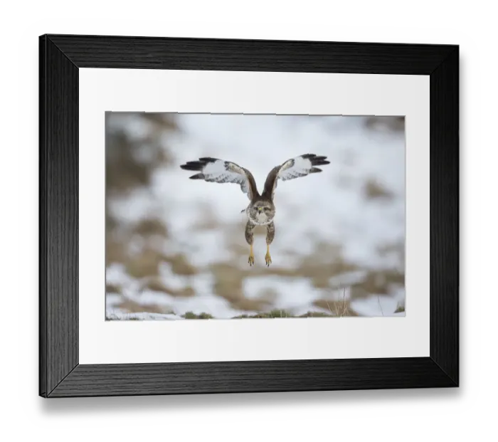 Framed Print : Common buzzard (Buteo buteo) flying, Cairngorms National Park, Scotland, UK, February Framed Print : Common buzzard (Buteo buteo) flying, Cairngorms National Park, Scotland, UK, February