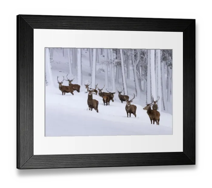 Framed Print : Herd of Red deer (Cervus elaphus) stags in clearing in snow covered pine forest Framed Print : Herd of Red deer (Cervus elaphus) stags in clearing in snow covered pine forest