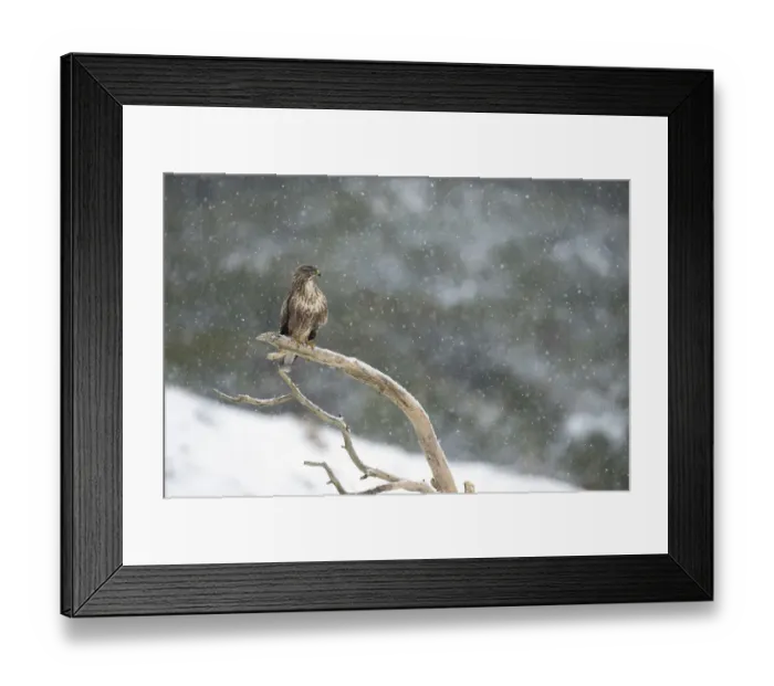Framed Print : Common buzzard (Buteo buteo) perching on branch in falling snow, Scotland, UK, February Framed Print : Common buzzard (Buteo buteo) perching on branch in falling snow, Scotland, UK, February