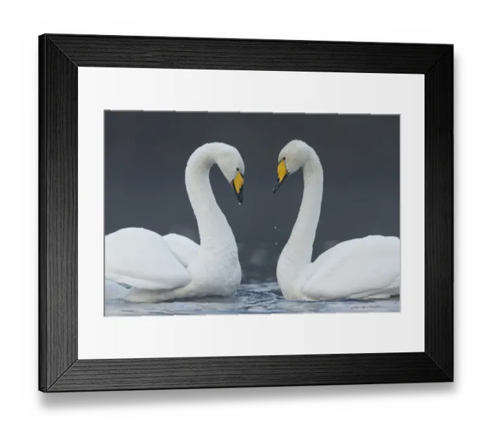 Framed Print : Whooper swan (Cygnus cygnus) pair on loch in heart shape, Cairngorms National Park Framed Print : Whooper swan (Cygnus cygnus) pair on loch in heart shape, Cairngorms National Park
