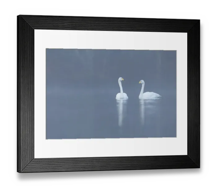 Framed Print : Whooper swan (Cygnus cygnus) pair on loch, Cairngorms National Park, Scotland, UK Framed Print : Whooper swan (Cygnus cygnus) pair on loch, Cairngorms National Park, Scotland, UK