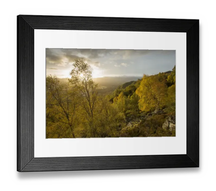 Framed Print : Silver birch (Betula pendula) woodland in early autumn, Craigellachie National Nature Reserve Framed Print : Silver birch (Betula pendula) woodland in early autumn, Craigellachie National Nature Reserve