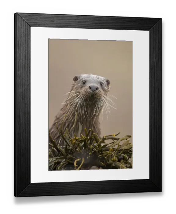 Framed Print : Eurasian otter (Lutra lutra) portrait, Scotland, UK, April Framed Print : Eurasian otter (Lutra lutra) portrait, Scotland, UK, April
