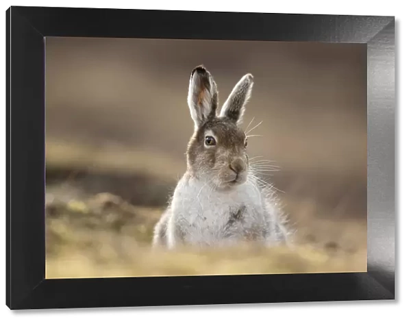 Mountain hare (Lepus timidus) in spring coat  /  pelage sitting in moorland, Scotland