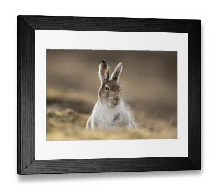 Framed Print : Mountain hare (Lepus timidus) in spring coat / pelage sitting in moorland, Scotland Framed Print : Mountain hare (Lepus timidus) in spring coat / pelage sitting in moorland, Scotland