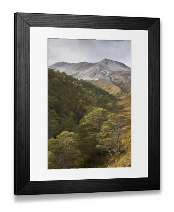 Framed Print : Scots pine (Pinus sylvestris) trees growing in wooded ravine, Beinn Eighe National Nature Reserve Framed Print : Scots pine (Pinus sylvestris) trees growing in wooded ravine, Beinn Eighe National Nature Reserve