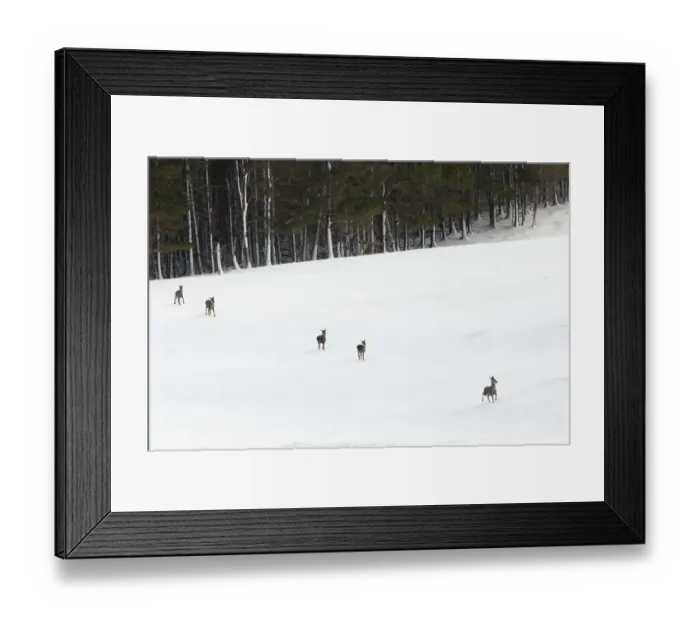 Framed Print : Red deer (Cervus elaphus) hinds leaving shelter of forest in winter, Scotland, UK Framed Print : Red deer (Cervus elaphus) hinds leaving shelter of forest in winter, Scotland, UK