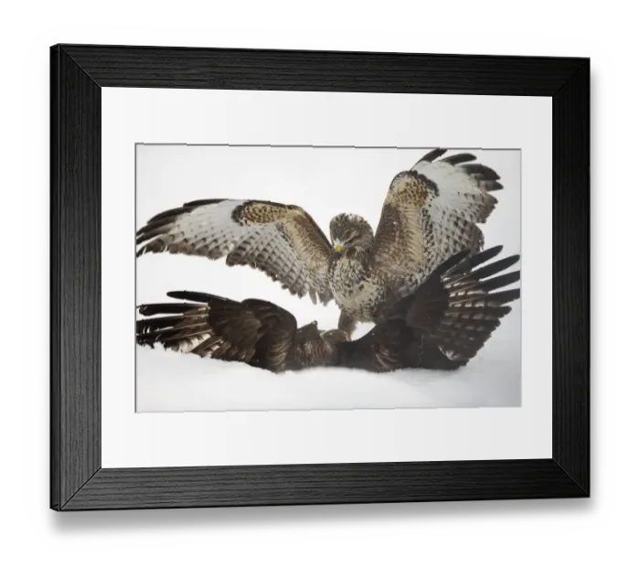 Framed Print : Two common buzzards (Buteo buteo) fighting on ground in snow, Scotland, UK, January Framed Print : Two common buzzards (Buteo buteo) fighting on ground in snow, Scotland, UK, January