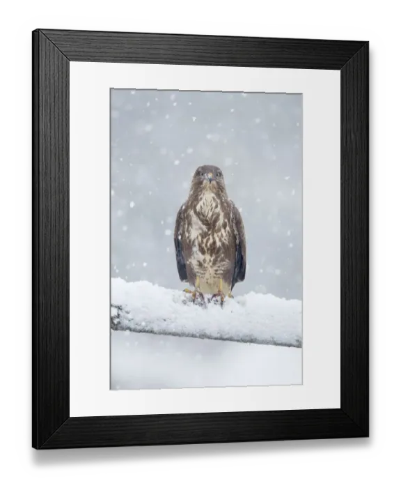 Framed Print : Common buzzard (Buteo buteo) perching on gate in falling snow, Scotland, UK, January