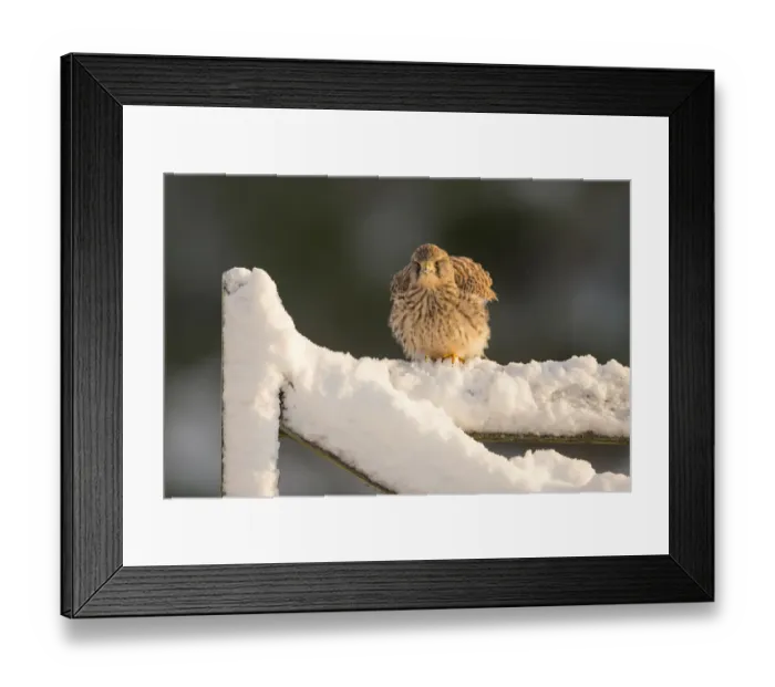 Framed Print : Kestrel (Falco tinnunculus) female perching on gate in snow, Scotland, UK, December Framed Print : Kestrel (Falco tinnunculus) female perching on gate in snow, Scotland, UK, December