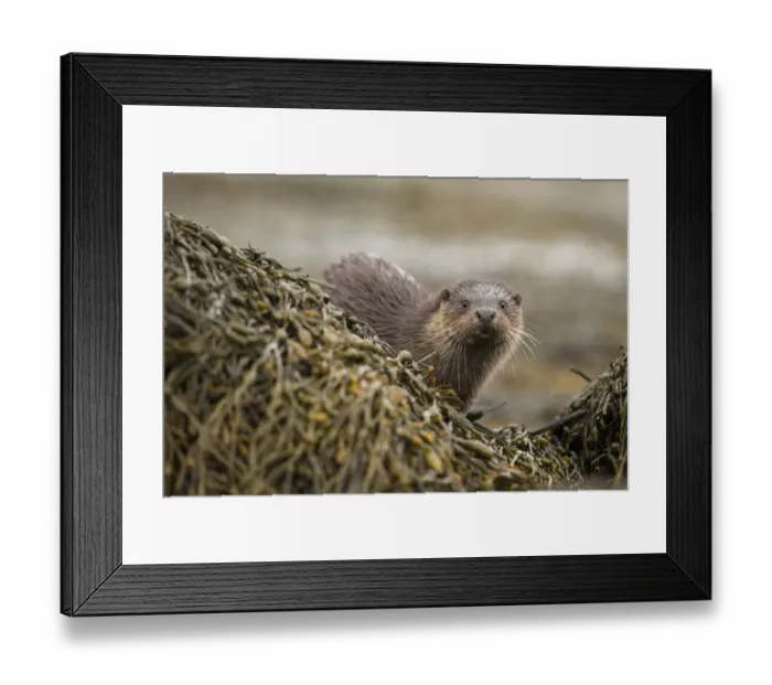 Framed Print : European otter (Lutra lutra) amongst kelp covered rocks, Scotland, UK, April Framed Print : European otter (Lutra lutra) amongst kelp covered rocks, Scotland, UK, April