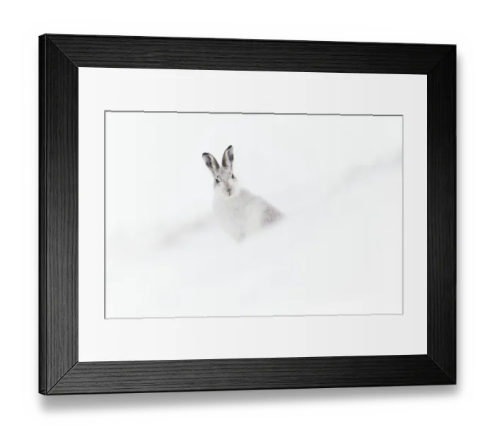 Framed Print : Mountain hare (Lepus timidus) in winter pelage sitting on snow, Scotland, UK, February Framed Print : Mountain hare (Lepus timidus) in winter pelage sitting on snow, Scotland, UK, February