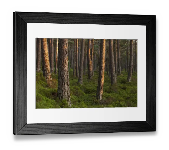 Framed Print : Scots pine (Pinus sylvestris) forest in evening light, Abernethy, Cairngorms National Park Framed Print : Scots pine (Pinus sylvestris) forest in evening light, Abernethy, Cairngorms National Park