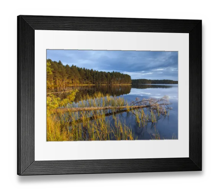 Framed Print : Loch Garten and surrounding pine forest in morning light, Abernethy, Cairngorms National Park Framed Print : Loch Garten and surrounding pine forest in morning light, Abernethy, Cairngorms National Park
