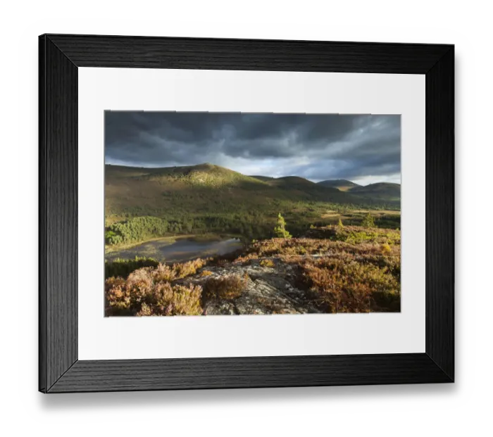 Framed Print : Elevated view over lochs and pine forest, Rothiemurchus, Cairngorms National Park Framed Print : Elevated view over lochs and pine forest, Rothiemurchus, Cairngorms National Park