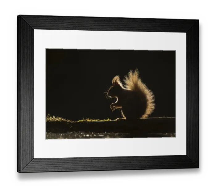 Framed Print : Red squirrel (Sciurus vulgaris) sitting on log, backlit at edge of woodland pool Framed Print : Red squirrel (Sciurus vulgaris) sitting on log, backlit at edge of woodland pool