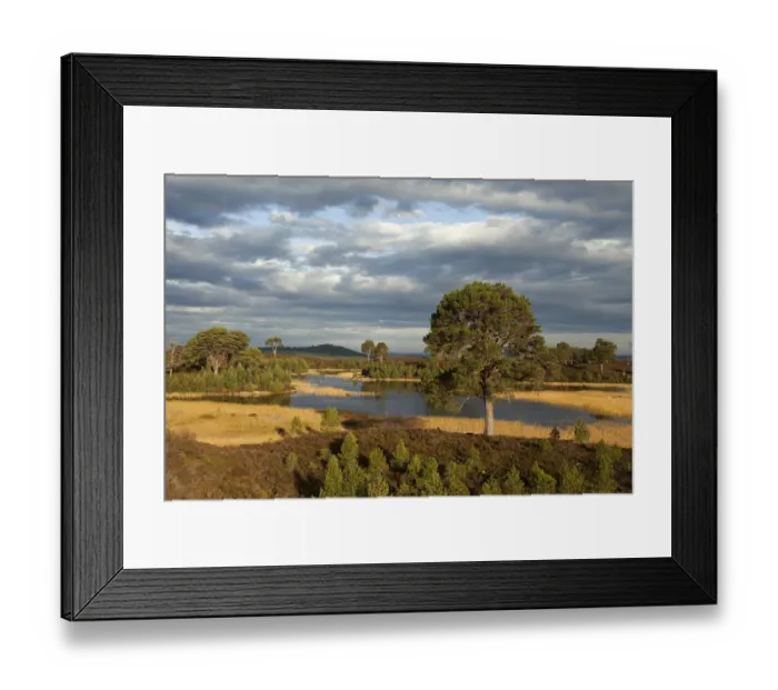 Framed Print : Scots pines (Pinus sylvestris) and regeneration on moorland, Abernethy, Cairngorms National Park Framed Print : Scots pines (Pinus sylvestris) and regeneration on moorland, Abernethy, Cairngorms National Park
