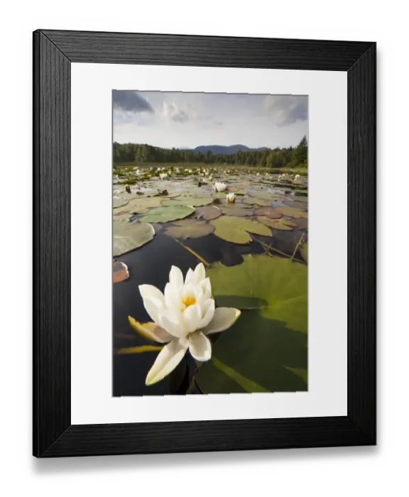 Framed Print : White Water Lily (Nymphaea alba) in flower, Cairngorms National Park, Scotland, UK Framed Print : White Water Lily (Nymphaea alba) in flower, Cairngorms National Park, Scotland, UK