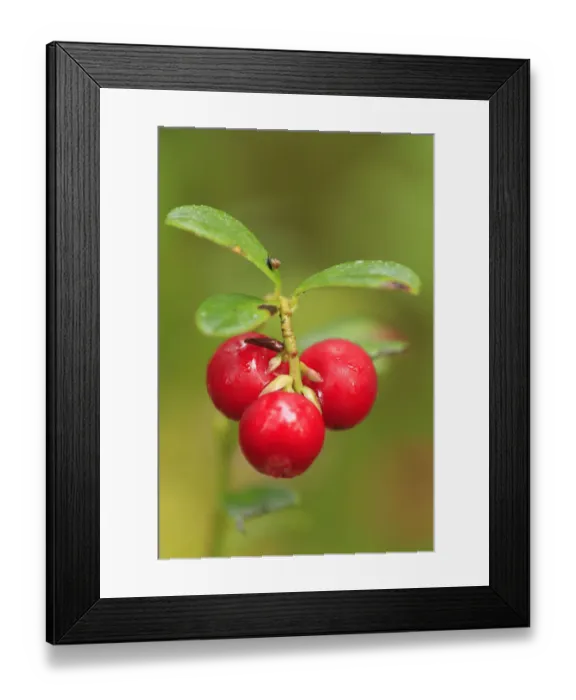 Framed Print : Cowberry or Lingonberry (Vaccinium vitis-idaea) close-up of red berries in late summer Framed Print : Cowberry or Lingonberry (Vaccinium vitis-idaea) close-up of red berries in late summer