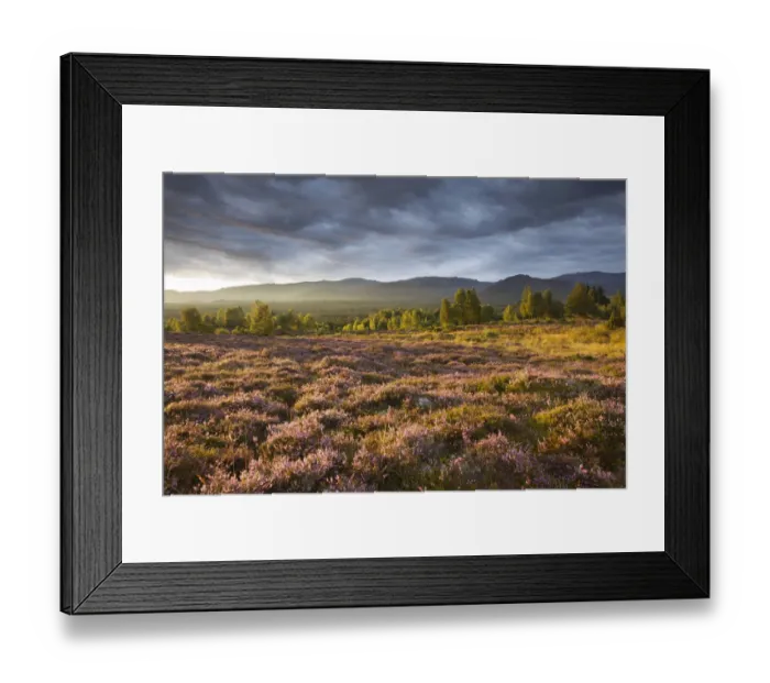 Framed Print : Heather moorland in flower, birch woodland and Cairngorm mountain range, Cairngorms National Park Framed Print : Heather moorland in flower, birch woodland and Cairngorm mountain range, Cairngorms National Park