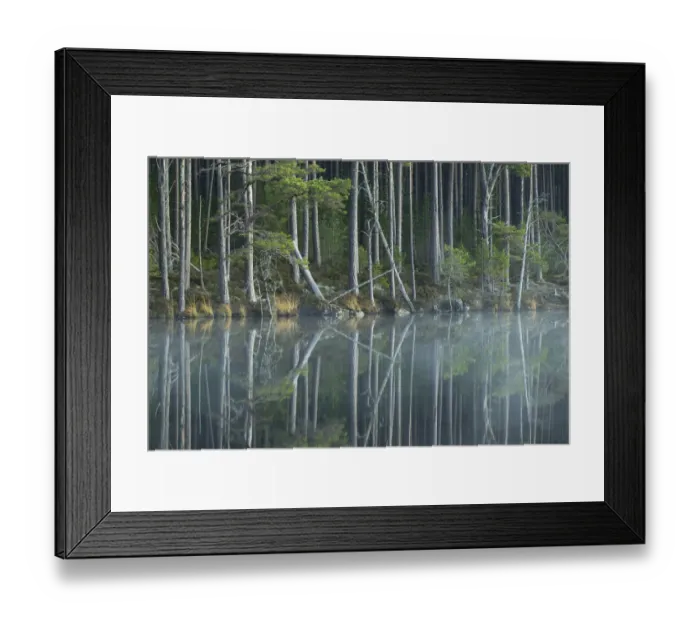 Framed Print : Scots Pine trees (Pinus sylvestris) reflected in loch, Abernethy Forest, Scotland Framed Print : Scots Pine trees (Pinus sylvestris) reflected in loch, Abernethy Forest, Scotland