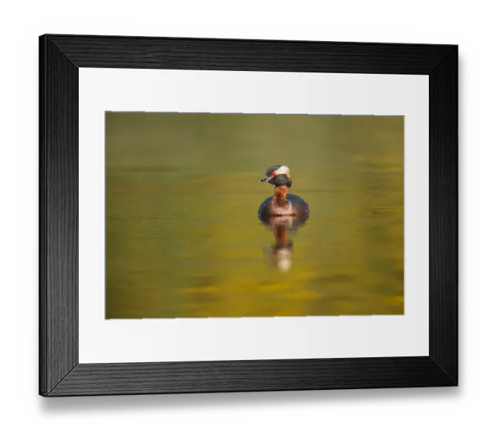 Framed Print : Slavonian grebe (Podiceps auritus) adult on breeding loch, Inverness-shire, Scotland Framed Print : Slavonian grebe (Podiceps auritus) adult on breeding loch, Inverness-shire, Scotland