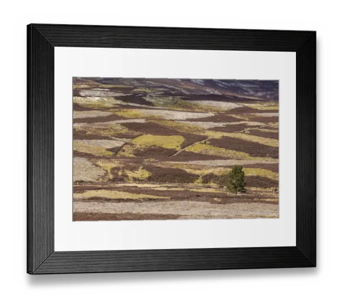 Framed Print : Patchwork of upland heather moorland and isolated pine tree on grouse shooting estate Framed Print : Patchwork of upland heather moorland and isolated pine tree on grouse shooting estate