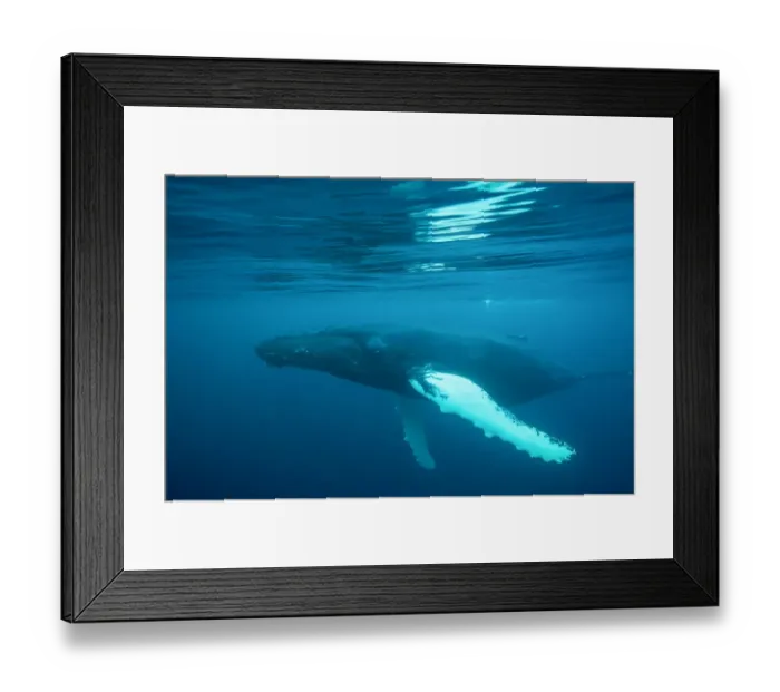 Framed Print : Humpback whale (Megaptera novaeangliae)just under surface, off Shetland, Scotland, UK Framed Print : Humpback whale (Megaptera novaeangliae)just under surface, off Shetland, Scotland, UK