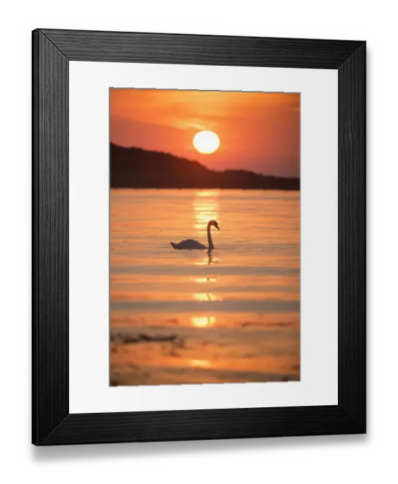 Framed Print : Mute swan (Cygnus olor) at sunrise silhouetted in waters of Lamlash Bay, Isle of Arran Framed Print : Mute swan (Cygnus olor) at sunrise silhouetted in waters of Lamlash Bay, Isle of Arran