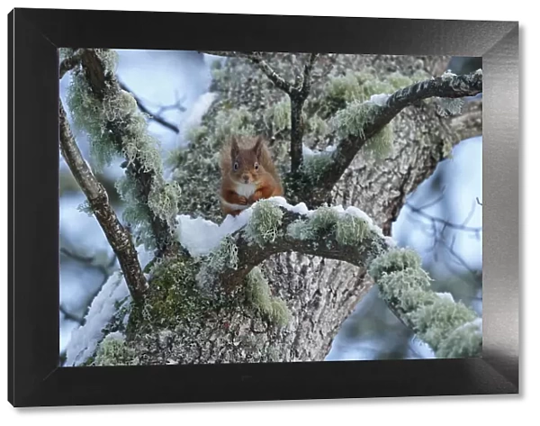 Red squirrel (Sciurus vulgaris) sitting on lichen and snow covered Oak branch, Cairngorms