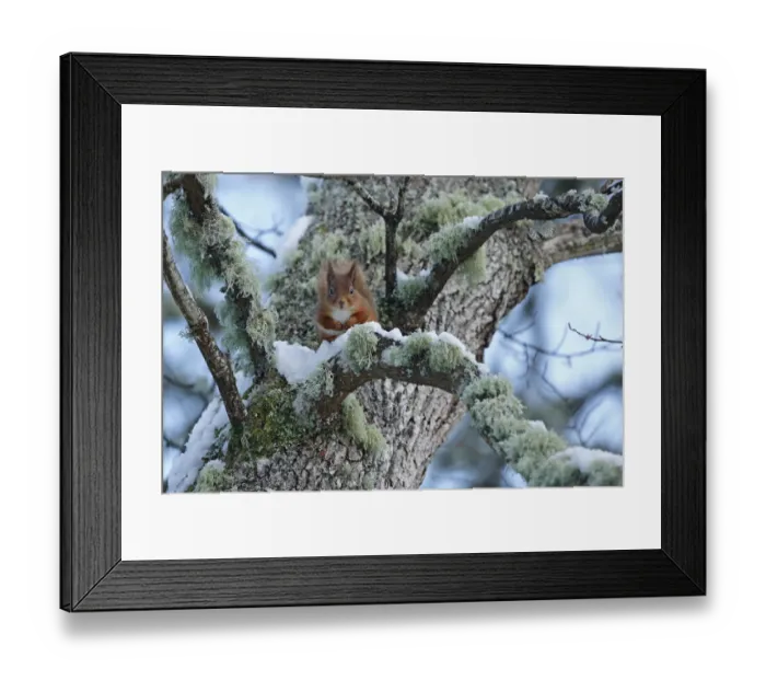 Framed Print : Red squirrel (Sciurus vulgaris) sitting on lichen and snow covered Oak branch, Cairngorms Framed Print : Red squirrel (Sciurus vulgaris) sitting on lichen and snow covered Oak branch, Cairngorms