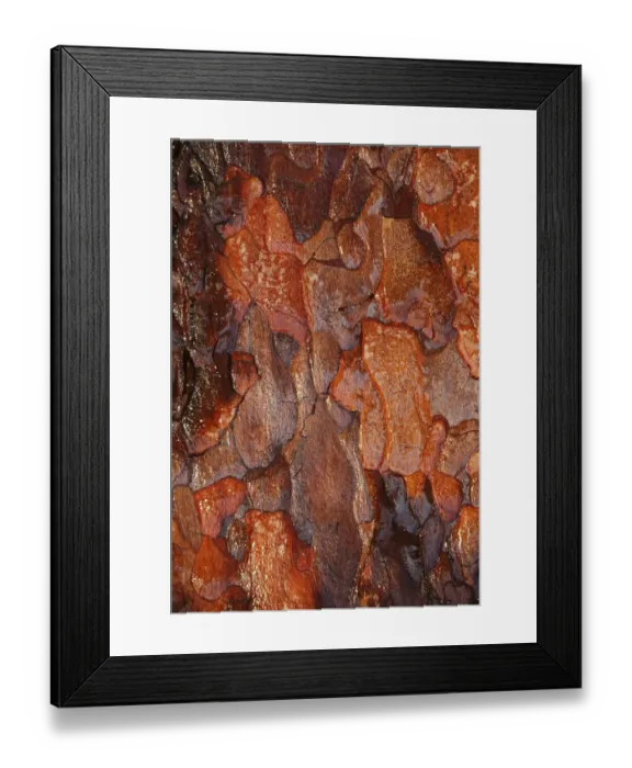 Framed Print : Wet tree bark of Scots pine tree (Pinus sylvestris) Cairngorms National Park, Highlands Framed Print : Wet tree bark of Scots pine tree (Pinus sylvestris) Cairngorms National Park, Highlands
