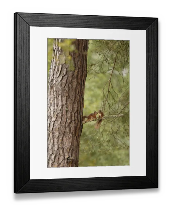 Framed Print : Two young Red squirrels (Sciurus vulgaris) near drey, Cairngorms National Park, Highlands Framed Print : Two young Red squirrels (Sciurus vulgaris) near drey, Cairngorms National Park, Highlands
