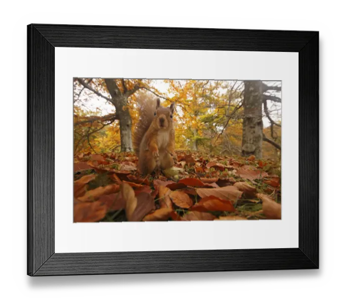 Framed Print : Red Squirrel (Sciurus vulgaris) in leaf litter in autumnal woodland, Highlands, Cairngorms Framed Print : Red Squirrel (Sciurus vulgaris) in leaf litter in autumnal woodland, Highlands, Cairngorms