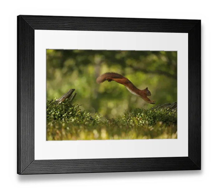 Framed Print : Red Squirrel (Sciurus vulgaris) leaping between tree stumps, Cairngorms National Park
