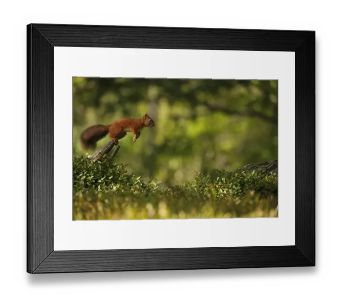 Framed Print : Red Squirrel (Sciurus vulgaris) leaping between tree stumps, Cairngorms National Park Framed Print : Red Squirrel (Sciurus vulgaris) leaping between tree stumps, Cairngorms National Park