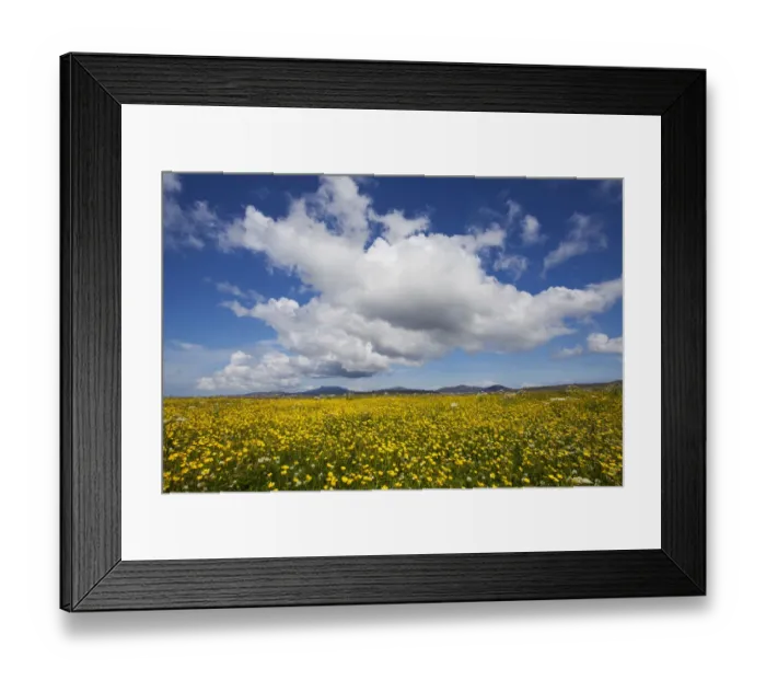 Framed Print : Buttercup (Ranunculus acris) flowering in machair grassland, South Uist, Outer Hebrides Framed Print : Buttercup (Ranunculus acris) flowering in machair grassland, South Uist, Outer Hebrides