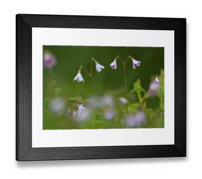 Framed Print : Twinflower (Linnaea borealis) in pine woodland, Cairngorms National Park, Highlands Framed Print : Twinflower (Linnaea borealis) in pine woodland, Cairngorms National Park, Highlands