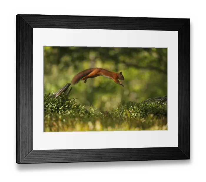 Framed Print : Red Squirrel (Sciurus vulgaris) leaping between tree stumps, Cairngorms National Park Framed Print : Red Squirrel (Sciurus vulgaris) leaping between tree stumps, Cairngorms National Park