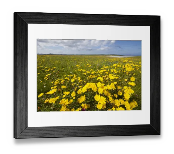 Framed Print : Flowering machair, South Uist, Outer Hebrides, Scotland, UK Framed Print : Flowering machair, South Uist, Outer Hebrides, Scotland, UK