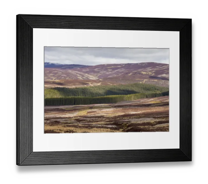 Framed Print : Mixed habitat of heather moorland and commercial forestry on grouse shooting estate Framed Print : Mixed habitat of heather moorland and commercial forestry on grouse shooting estate
