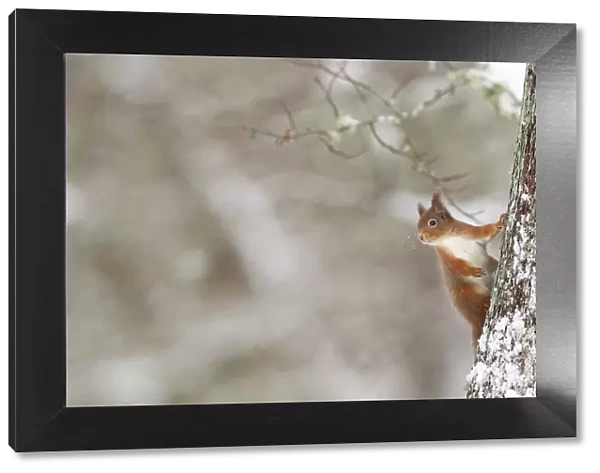 Red Squirrel (sciurus vulgaris) in winter hanging from trunk of Oak tree, Cairngorms National Park